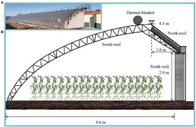 Investigation of the impact of supplemental reflective films to improve micro-light climate within tomato plant canopy in solar greenhouses